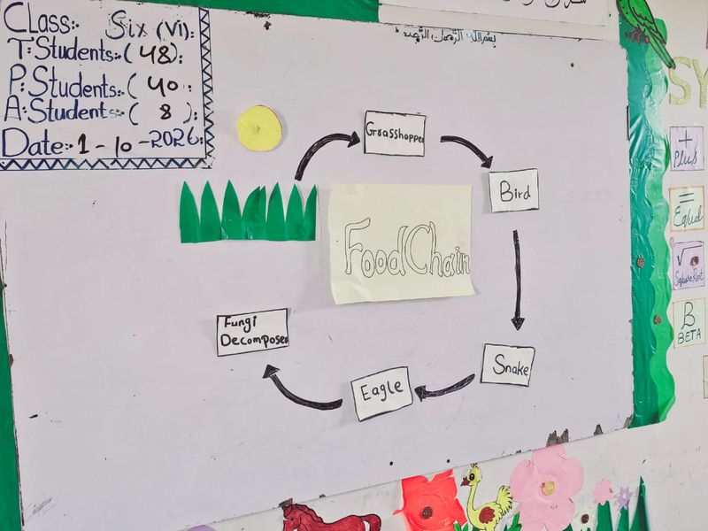 A hand-drawn food-chain diagram on the classroom board: grass, grasshopper, bird, snake, eagle and fungi as decomposers.